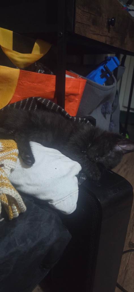 Kittens for sale
