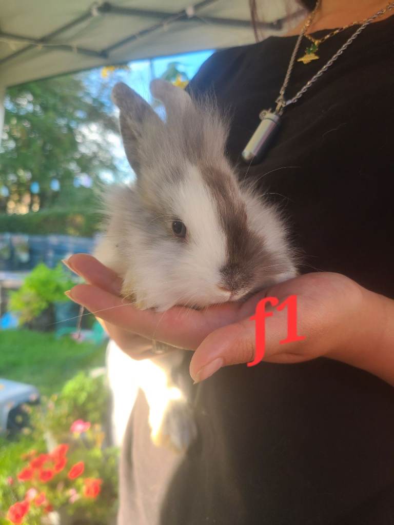 Baby lion head cross lop  rabbits ready now !