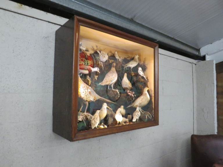 21 Bird Taxidermy Display  (Circa 1937)