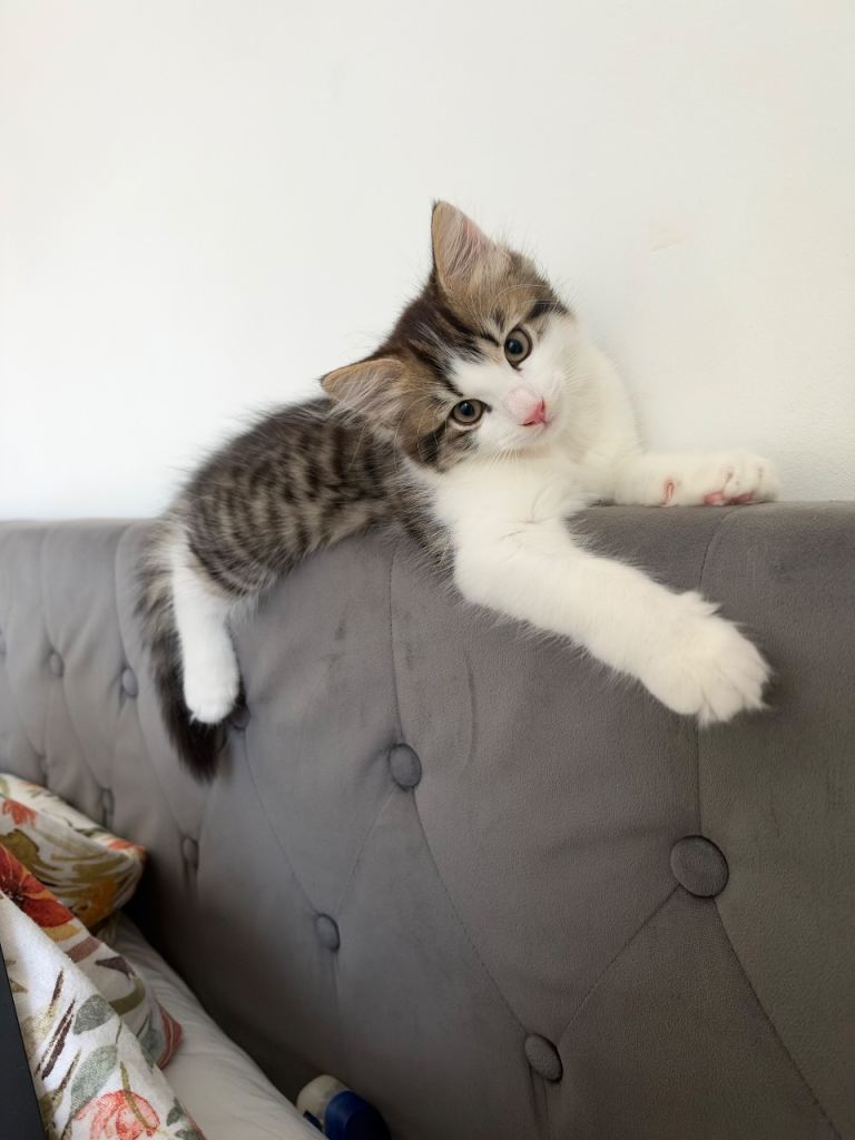 Kitten for sale