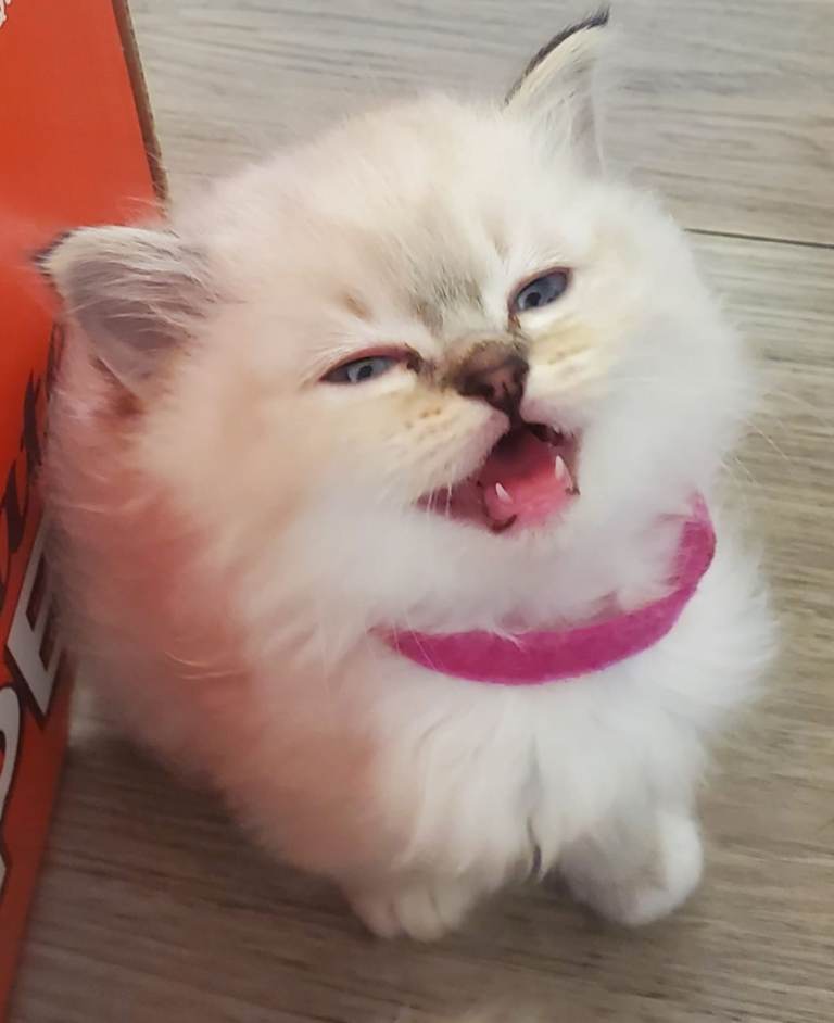Lovely Ragdoll kittens raised in family home.