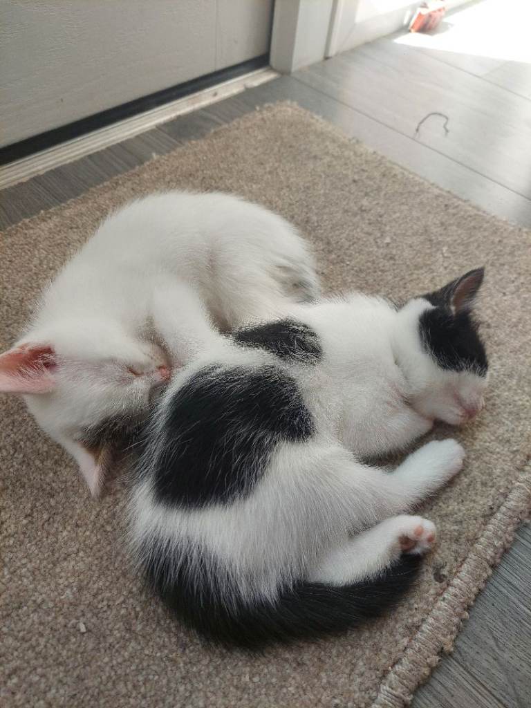 2 Kittens looking for a loving home