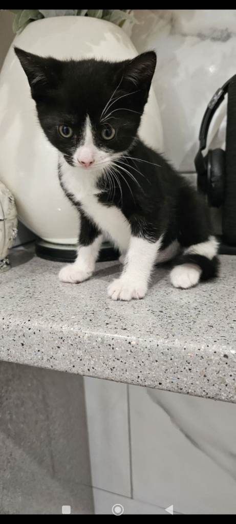 Kitten 