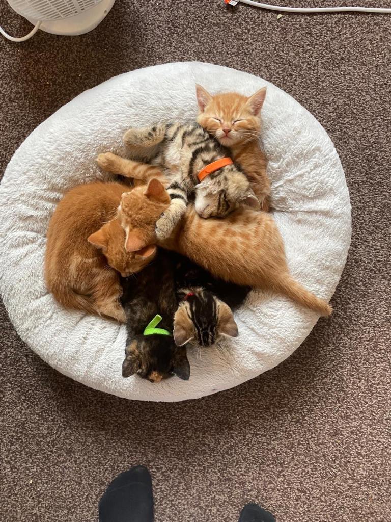 Beautiful mixed British short hair and bengal kittens
