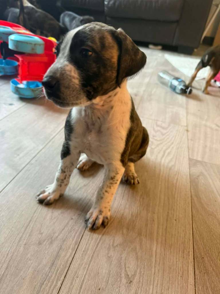 Lurcher bull cross puppies 