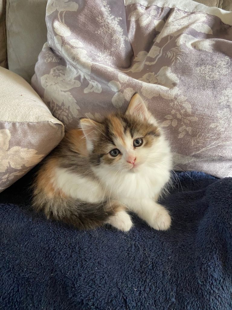 Beautiful fluffy female kittens 