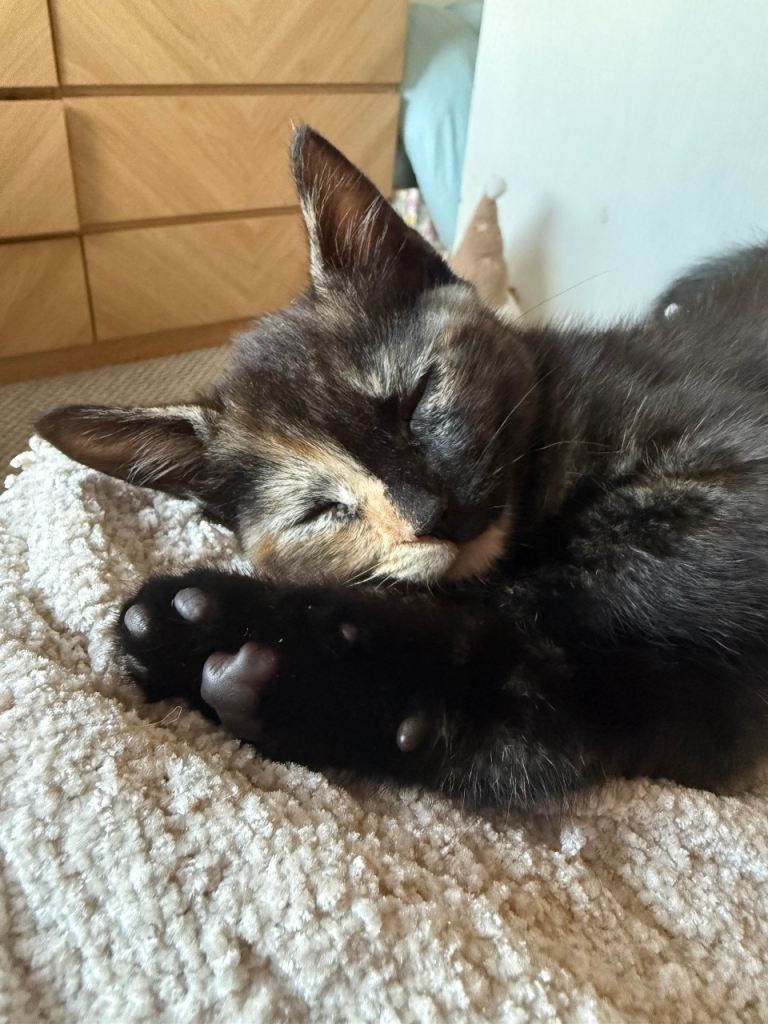Half face tortoishell kitten 