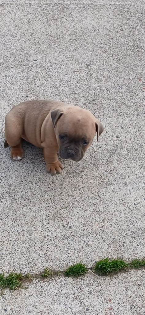 American pocket bully puppies 
