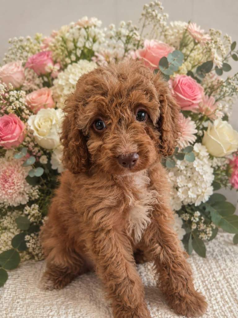 Pedigree Cavapoos