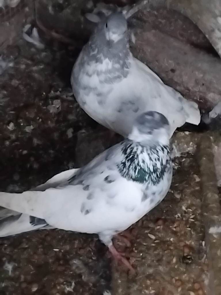 Pakistani Highflyer Pigeons
