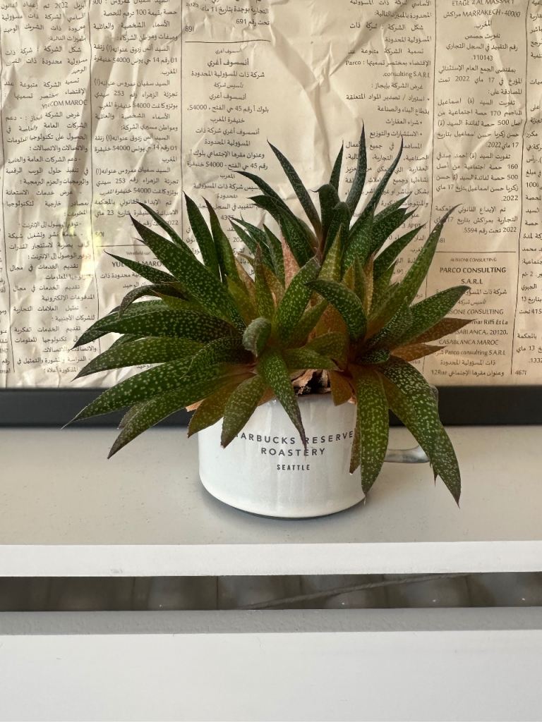 Healthy Succulent Plant in White Ceramic Pot