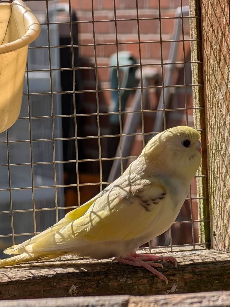 Budgies