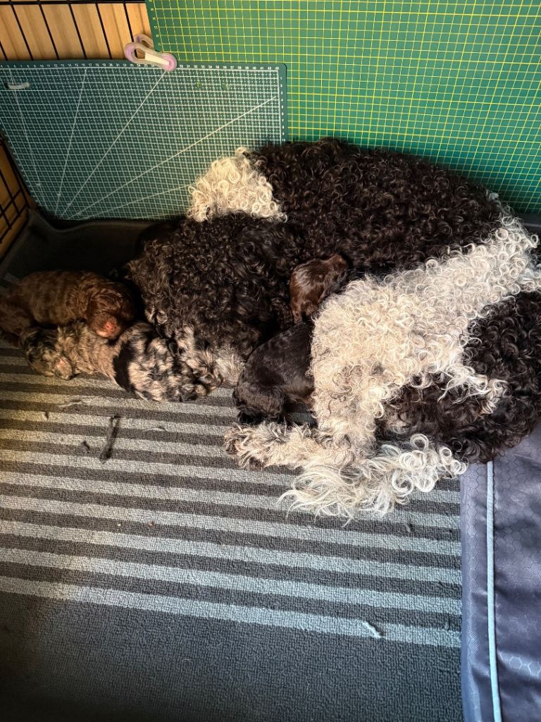 Beautiful cockerpoo cross with poodle 