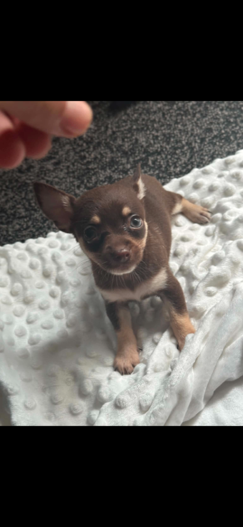CHIHUAHUA *****Tiny**** puppies 