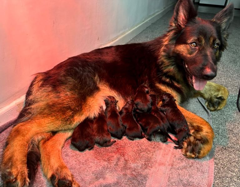 Beautiful German Shepherd Puppies