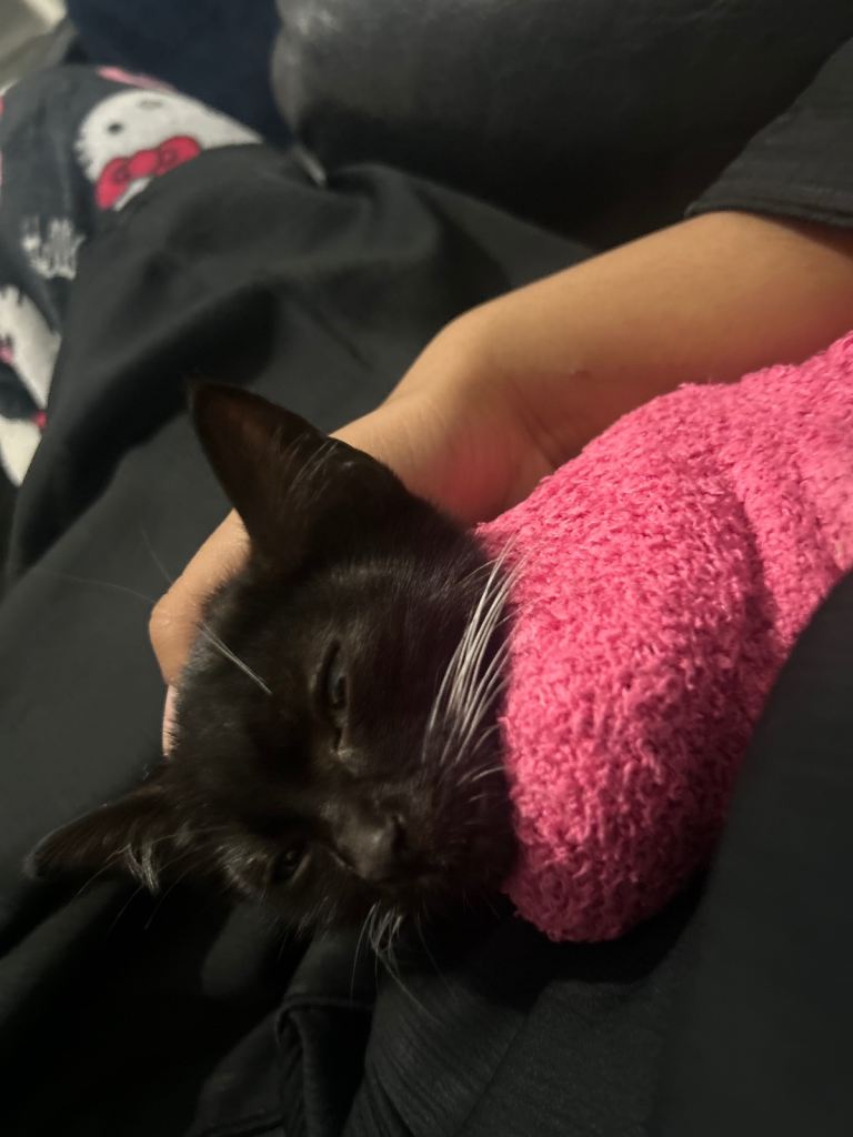 Mimi the tiny kitten