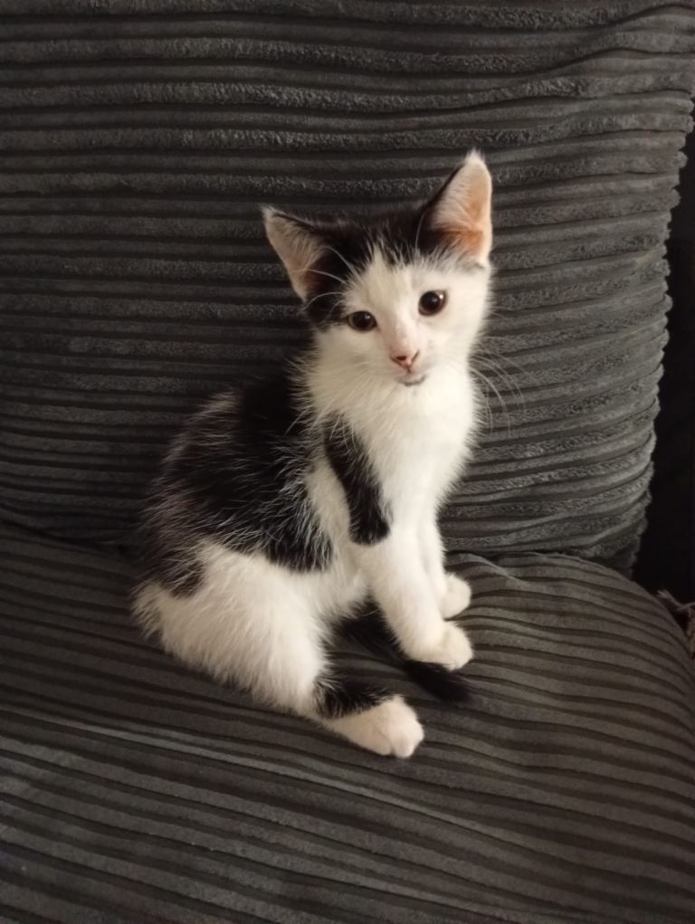 Kittens