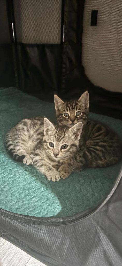 Maine Coon x Bengal Kittens