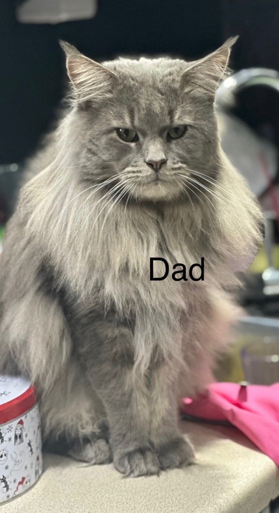 Mainecoon 