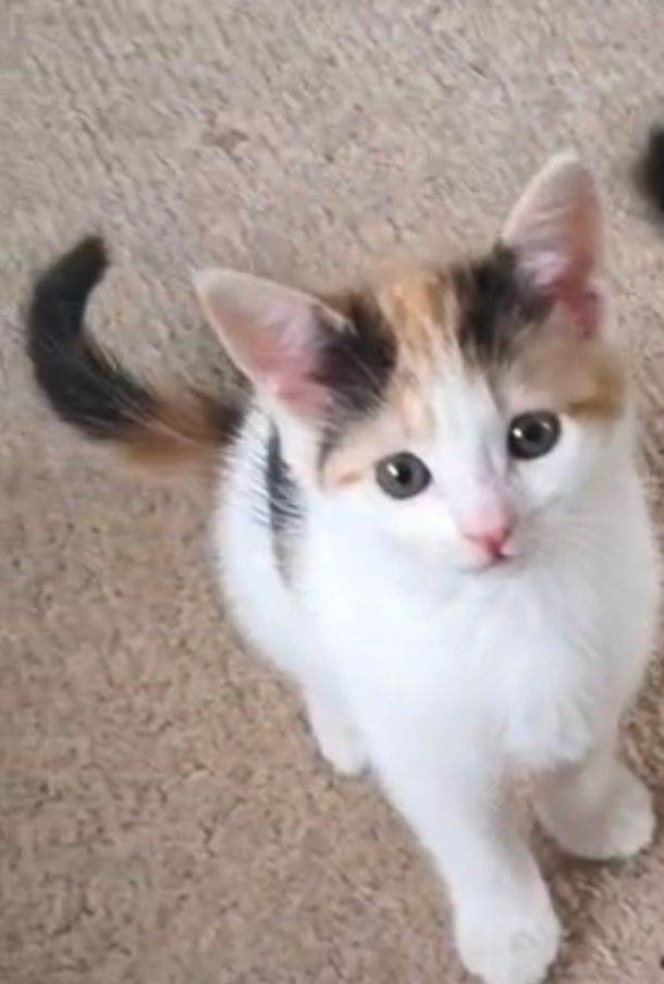 3 12 weeks old kittens 
