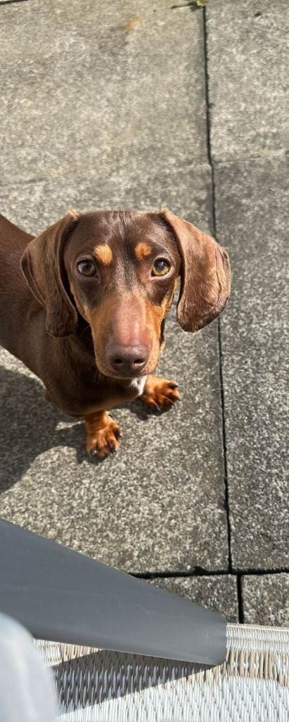 Miniature dachshund 