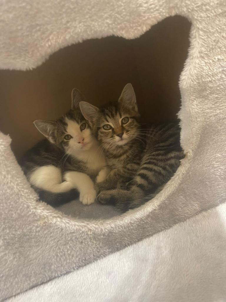 Gorgeous Tabby Kittens. 3 Available ready now 