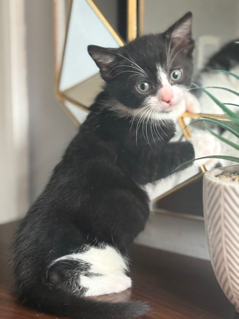 Gorgeous Tabby and Black & White Kittens, ready End of April