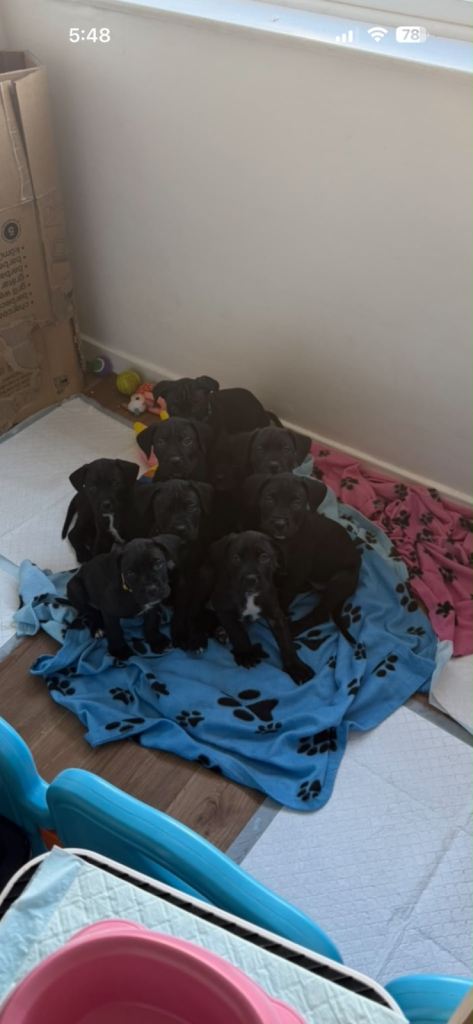 Cane corso puppies  reserve your puppy today