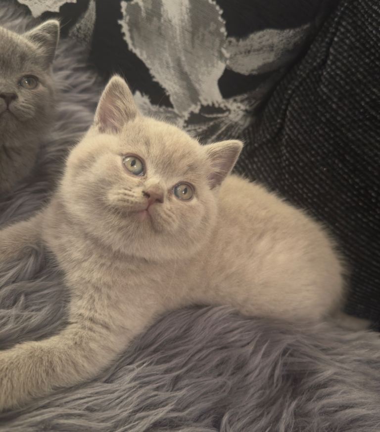     Cute Blue & Cream BSH Kittens – Loving Homes Wanted