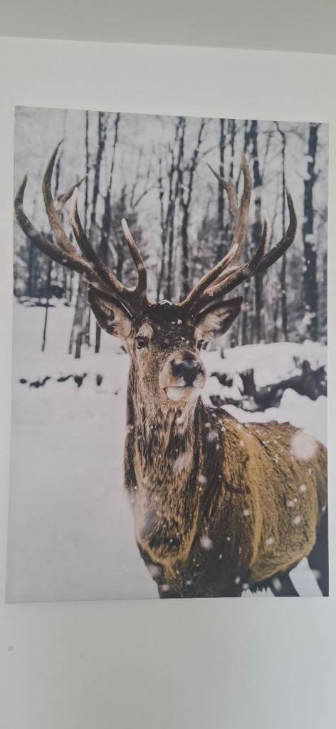 Deer Wall Canvas 