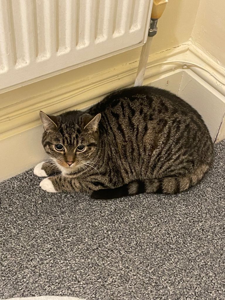 Sibling kittens for sale 