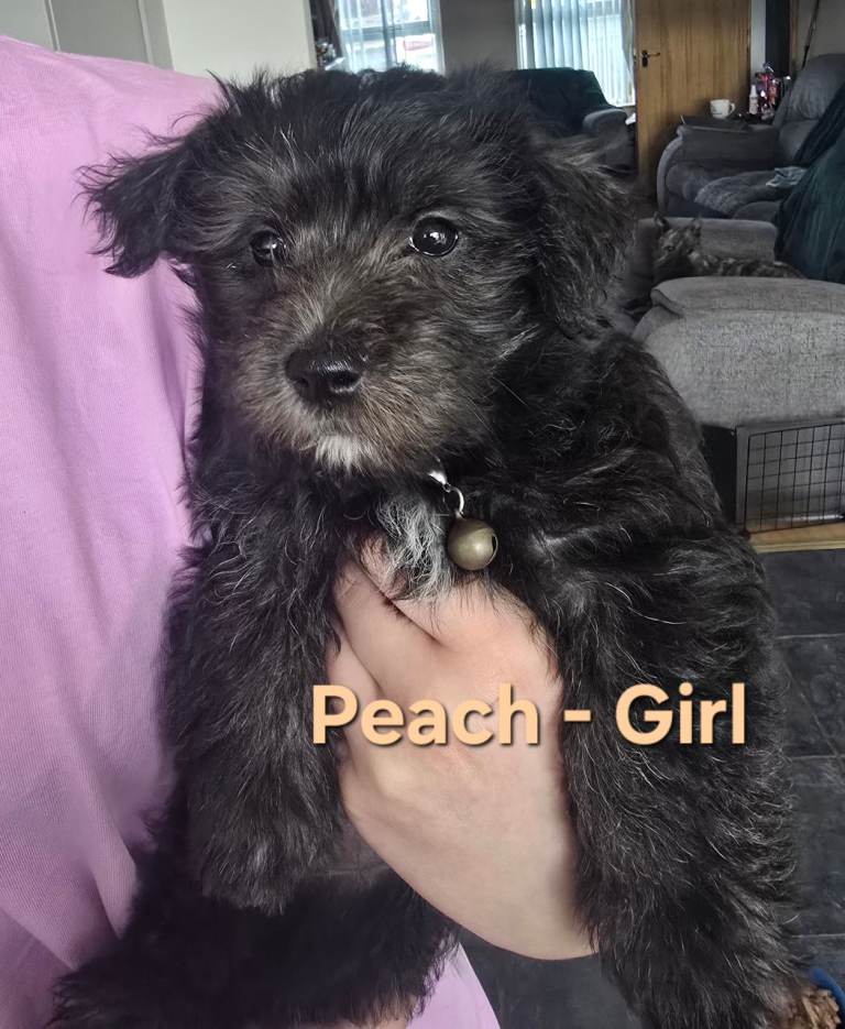 Scottese pups - 2 girls left