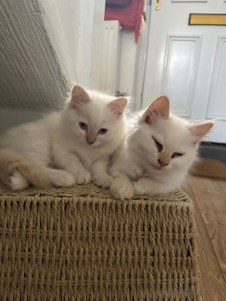 Ragdoll kittens ready to go to forever homes