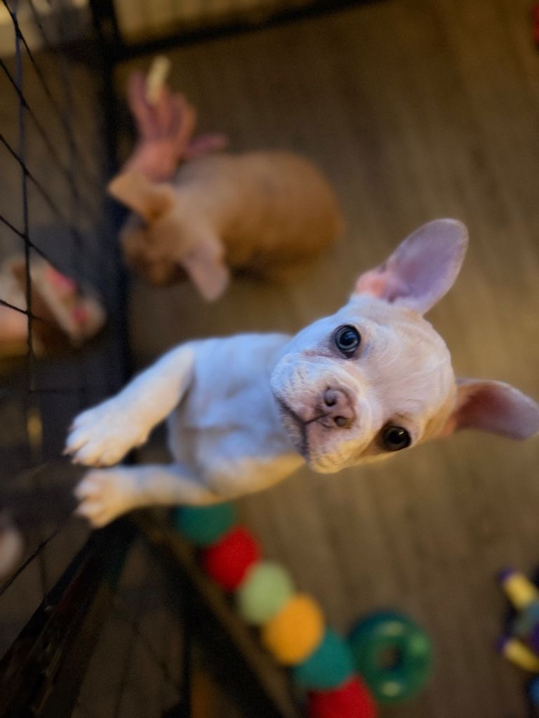 Boxer cross frenchie puppies £1100 each. 