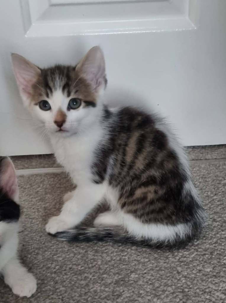 Beautiful kittens ready for there forever home 