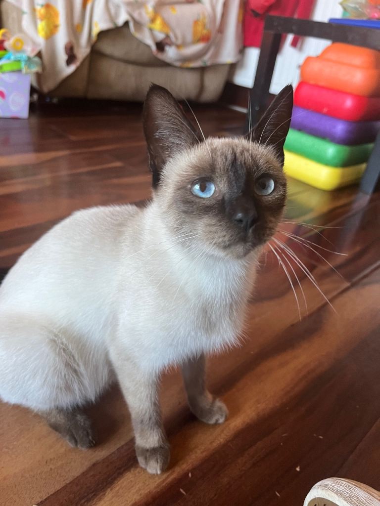 Siamese cat and kitten 