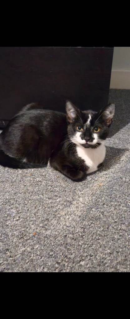 Kitten 