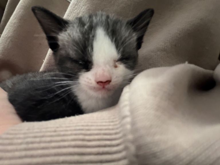 2x grey/white male kittens 