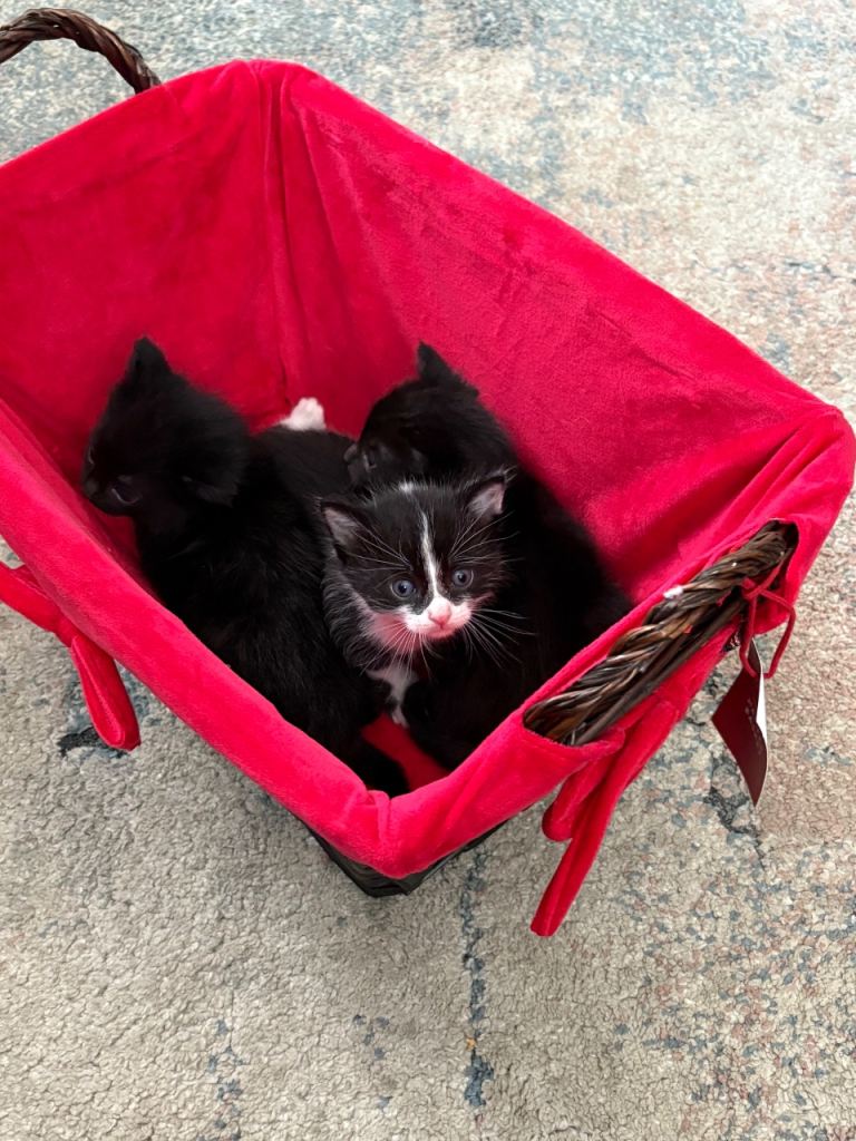Kittens 