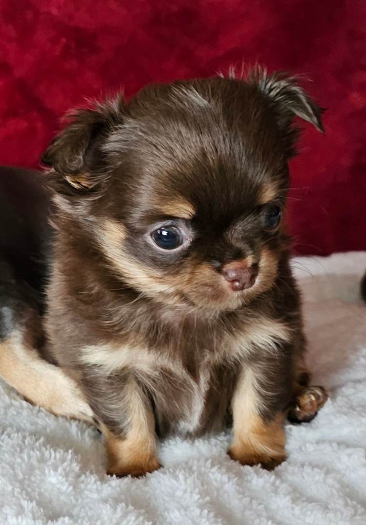 Chihuahua pups for sale
