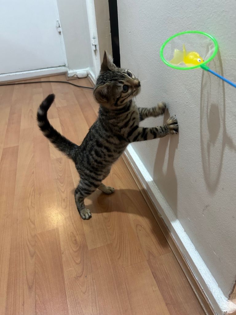 Bengal kitten (pure)