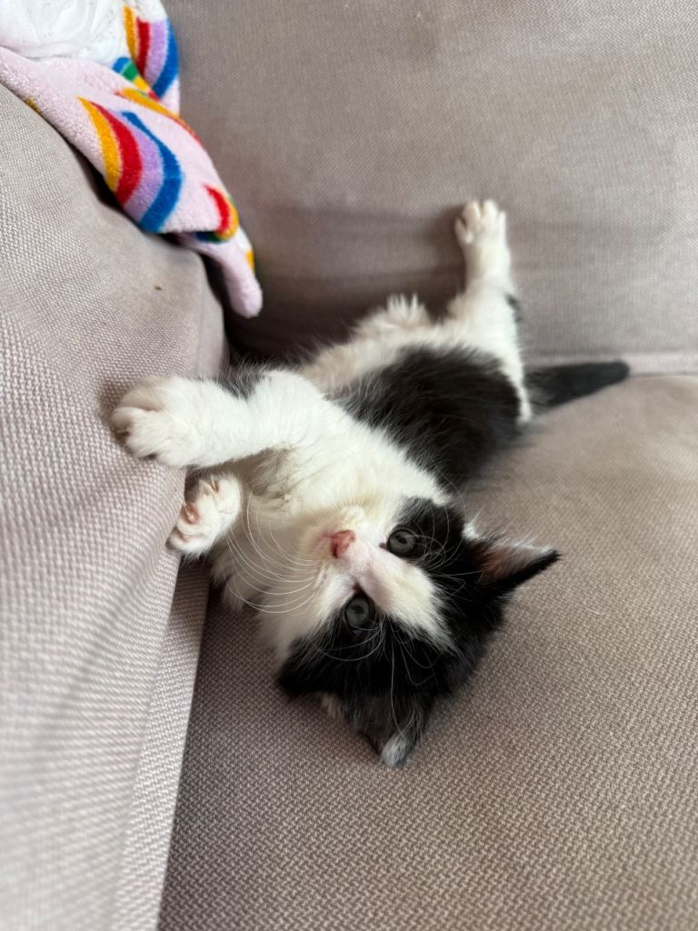 One female kitten 🐱 ready soon