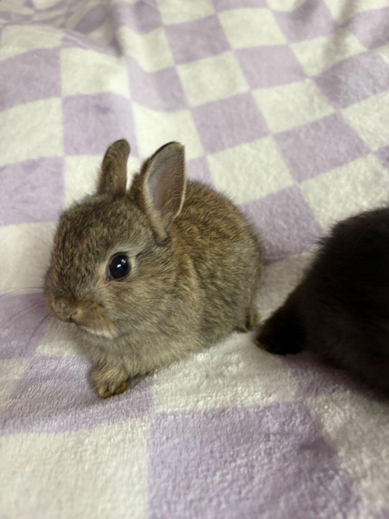 Baby netherland dwarf rabbits 