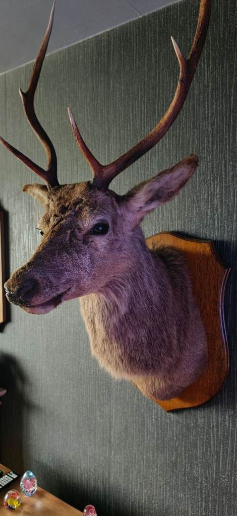 Red Deer Stag Head