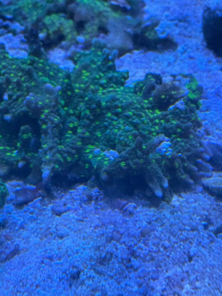 MARINE CORAL(Hirsuta Monti)