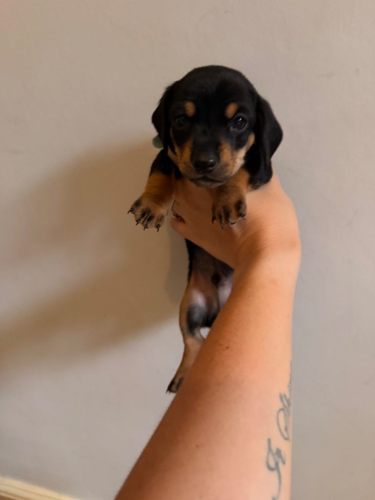 Miniature dachshund 