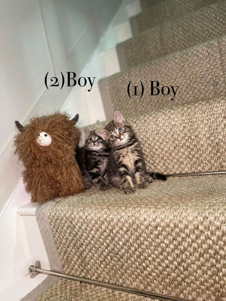 We have 5 beautiful tabby kittens available 