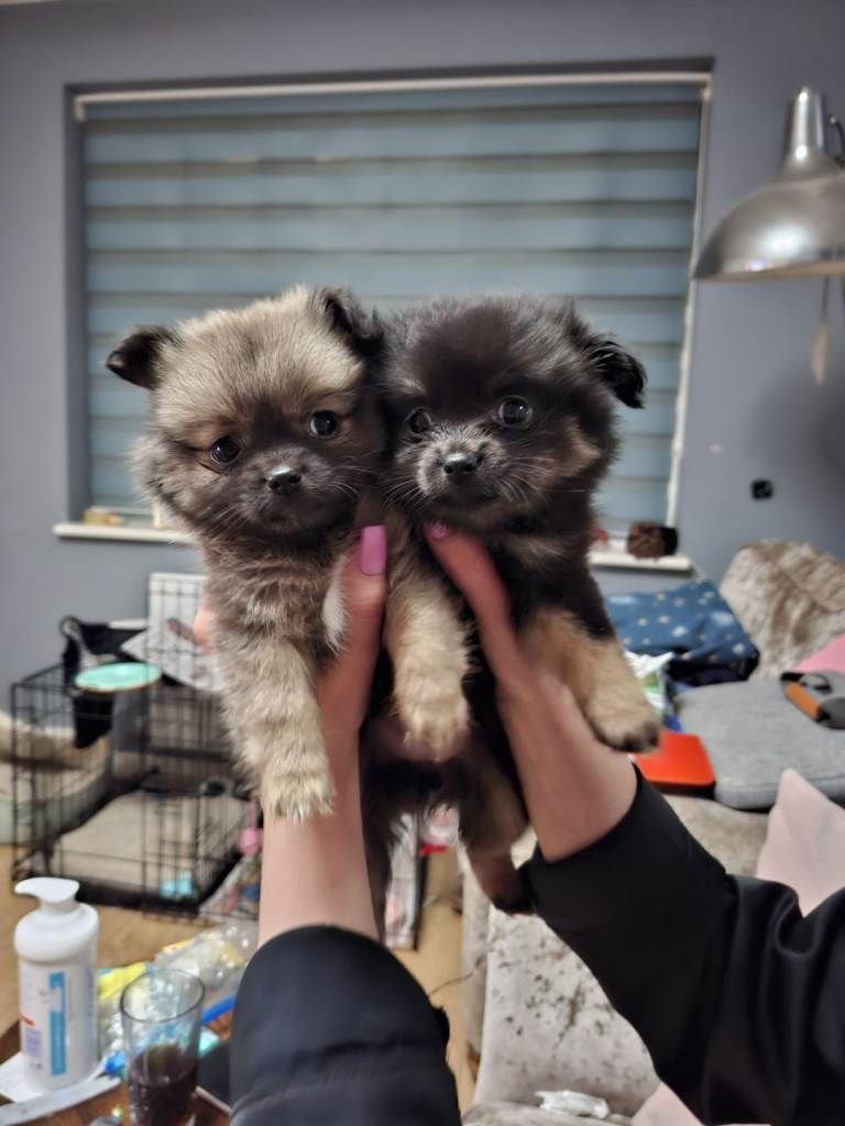 Pomchi puppies 