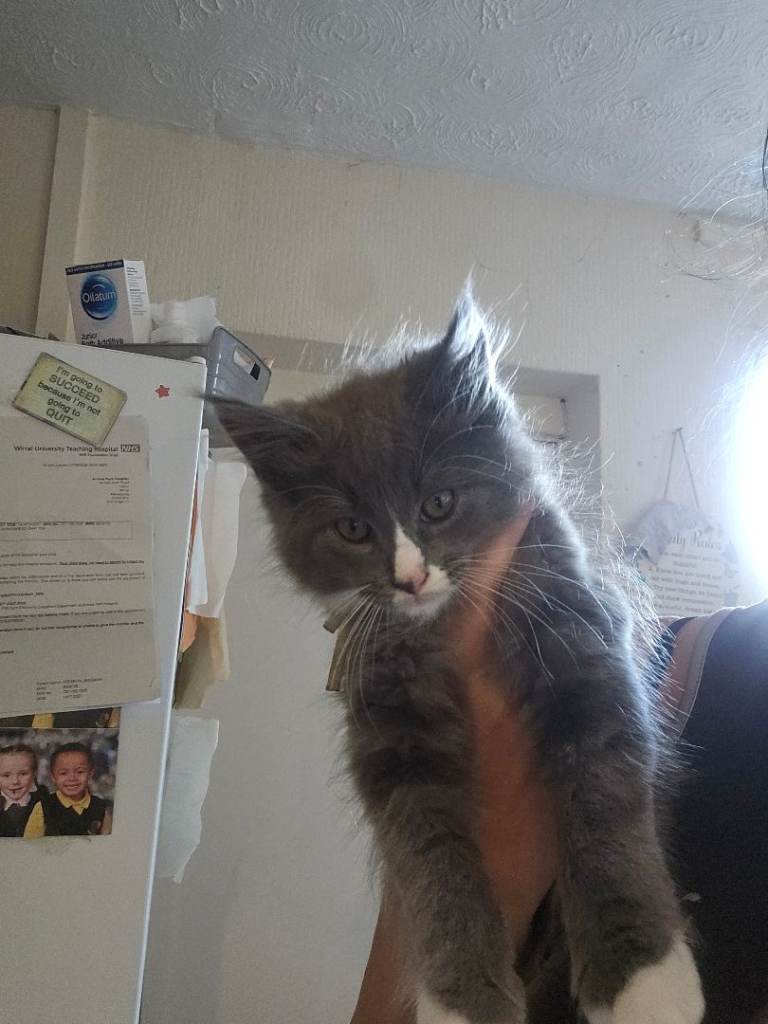 Maine coon/Ragdoll kitten 