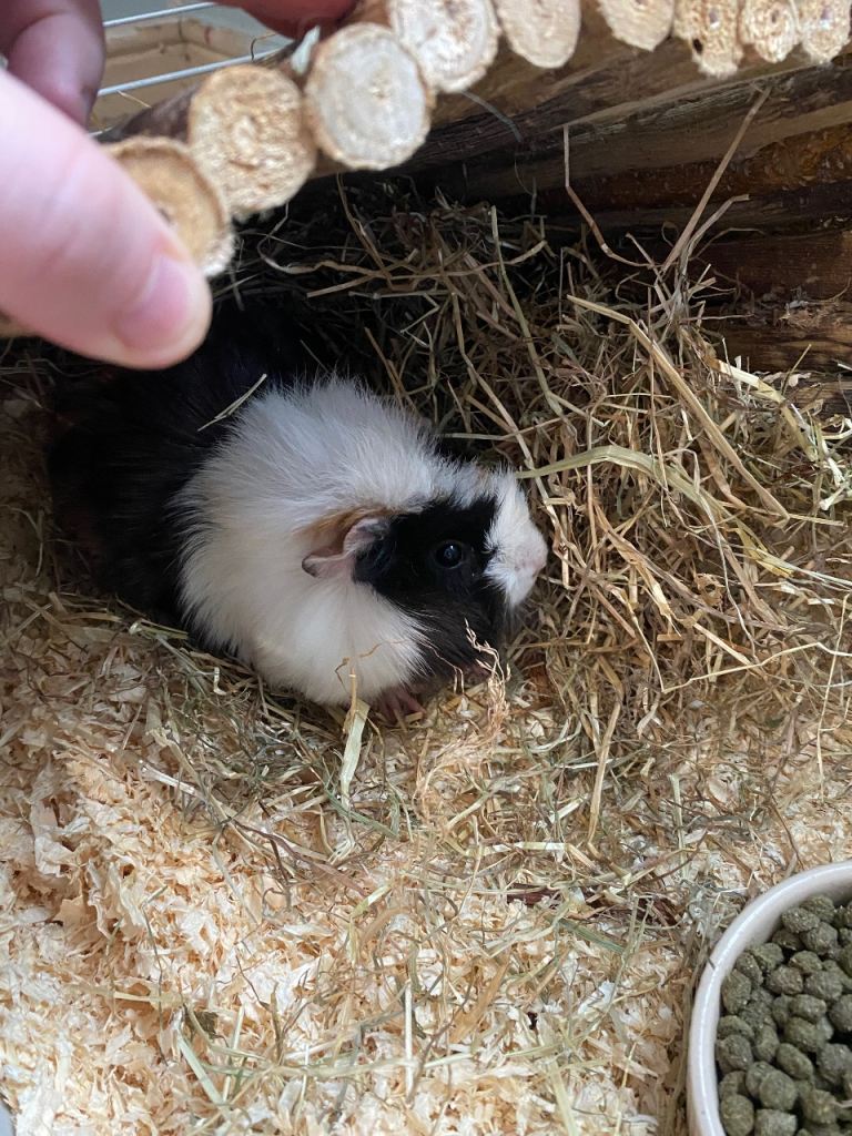 4 month old female Guinea pigs 